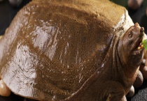 甲鱼如何防止冬眠死亡？了解其死亡原因？