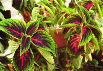 彩叶草扦插怎么做？