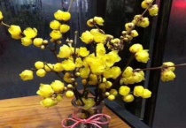 水养腊梅花养护要点