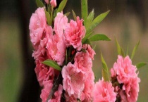 碧桃与榆叶梅的区别？