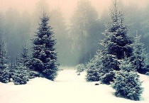 雪松产地在哪 附雪松的栽培价值