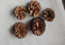 松塔如何垫花盆