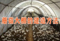 蘑菇大棚的建造多久？