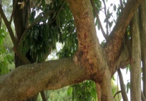 酸枝树具体长什么样子 有什么价值