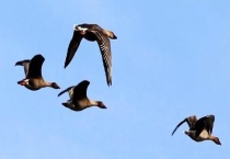 大雁的养殖前景 详细介绍