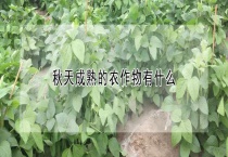 秋天成熟的农作物有什么？