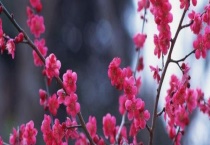 梅花属于常绿植物还是落叶植物 梅花的价值有哪些？