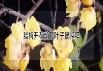 腊梅开花前把叶子摘掉吗？