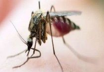 蚊子怕什么？有效的驱蚊方法有哪些？