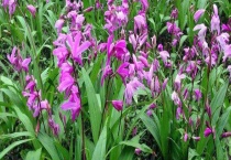 白芨种子多少钱一斤？白芨的种植技术