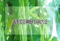 春季芸豆种植时间和多久？