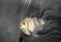 初夏钓鲫鱼技巧及注意事项 附钓位选择