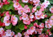 四季海棠烂根怎么补救