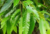 麻栎的果实长什么样