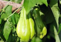 佛手瓜苗怎么栽培