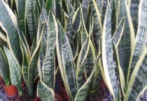 虎皮兰烂根的原因 附处理多久？