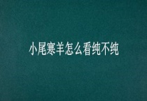 小尾寒羊怎么看纯不纯