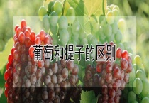 葡萄和提子的区别？