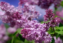 丁香怎样种植多久？