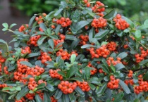 红色果子的植物有哪些？