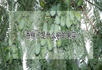 香榧子是什么树的果实