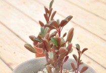 红背椒草黑腐了怎么办？