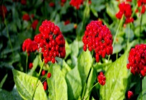 人参花和人参有什么不同 它们的价格是多少？