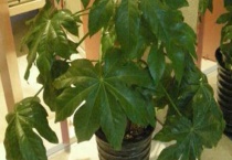 八面来财树怎么浇水