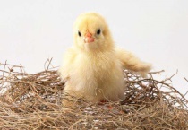 小鸡崽保暖多久？