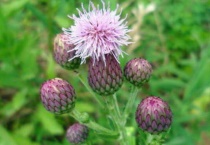 蓟类植物有哪些特点