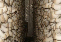 杏鲍菇的产地在什么地方 附产地条件