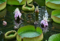 王莲的品种图片大全 附王莲的品种和价值