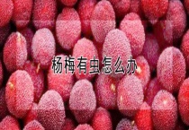 杨梅有虫怎么办？