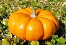 南瓜不开花是什么原因？