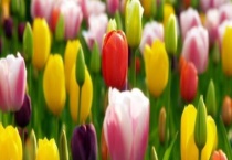 郁金香的繁殖方法 种子繁殖和分球繁殖怎么操作