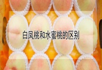 白凤桃和水蜜桃的区别？