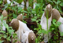 竹荪产地在哪里 附竹荪生长环境