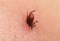 牛蜱虫怎么消灭干净 附牛蜱虫的种类