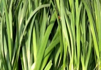 韭菜夏天可以种吗？