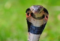 被眼镜蛇咬了怎么办？