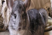 龙猫是猫还是老鼠 原产地在哪