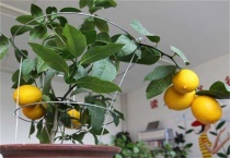 柠檬籽怎么种出柠檬树