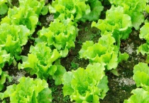 莴苣和莴笋的区别？