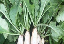 萝卜叶片发黄怎么办？