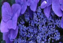 紫罗兰和金鱼草的区别？