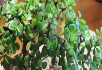 马齿苋树是不是马齿菜 附马齿苋树和马齿菜基本介绍