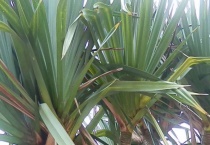 龙血树叶子下垂怎么办？