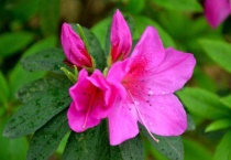 花中西施指的是什么花