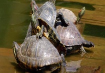 乌龟怎样安全过冬 附其基本介绍