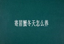 寄居蟹冬天怎么养